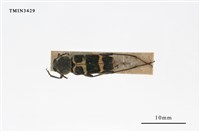 藏品(紅領虎天牛)的圖片